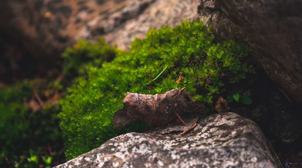 Sunlight catching soft green moss on a woodland rock
