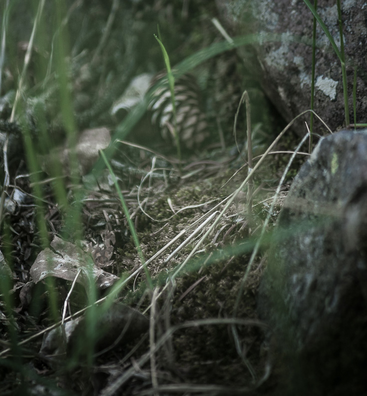 Ferns and fallen leaves at the foot of a tree